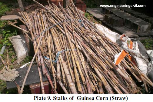Plate 9. Stalks of  Guinea Corn
