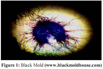black mold