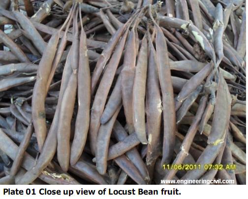 locust bean fruit