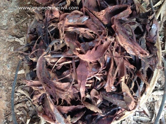 Locust bean pod undergoing soaking process